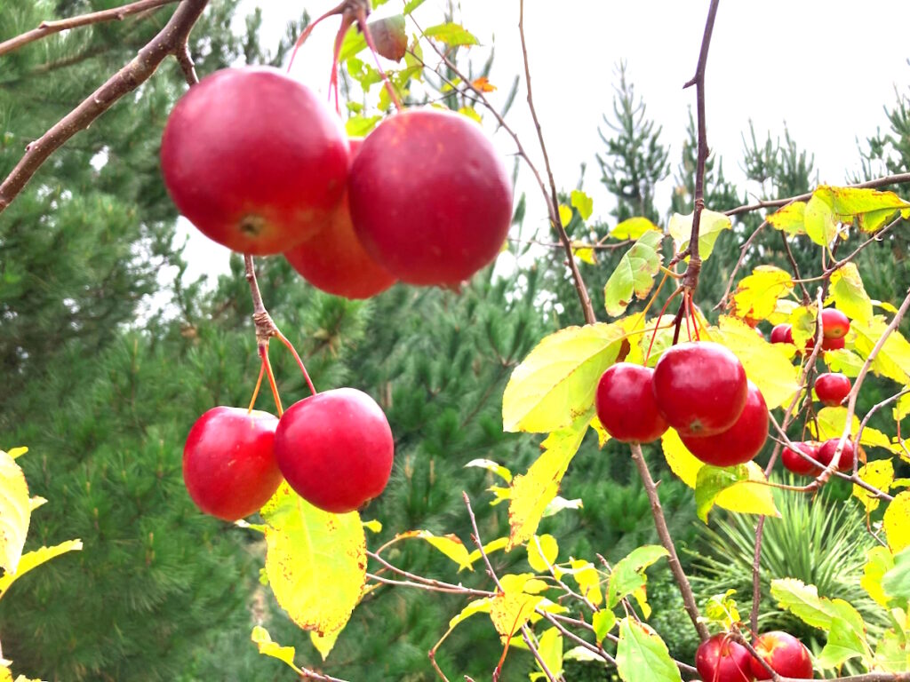 Pome Voyage - Ciders, Shrubs and Poires